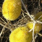10 Seeds WOOLY BEAR GOURD Cucumis Dipsaceus Fuzzy Green Ornamental (Seeds) 10 Seeds WOOLY BEAR GOURD Cucumis Dipsaceus Fuzzy Green Ornamental (Seeds)
