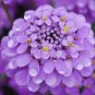 2000 Seeds TALL MIX CANDYTUFT Iberis Umbellata Mixed Colors Ground Cover Flower (Seeds)