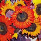 100 Seeds AUTUMN BEAUTY SUNFLOWER Helianthus Annuus Flower (Seeds)