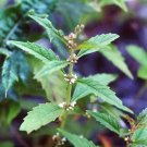 20 Seeds WATER HOREHOUND Lycopus Americanus American Bugleweed Herb Flower (Seeds)