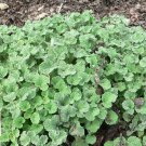 100 Seeds White HOREHOUND Marrubium Vulgare Herb Flower (Seeds)