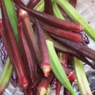 150 Seeds RED BURGUNDY OKRA Abelmoscgus Esculentus Vegetable (Seeds) 150 Seeds RED BURGUNDY OKRA Abelmoscgus Esculentus Vegetable (Seeds)