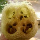 25 Seeds LUFFA SPONGE GOURD ( Loofa / Dishrag Gourd) Luffa Cylindrica Vine (Seeds)