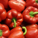 150 Seeds BIG RED Bell PEPPER Sweet Capsicum Annuum Vegetable (Seeds)