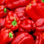 150 Seeds BIG RED Bell PEPPER Sweet Capsicum Annuum Vegetable (Seeds)