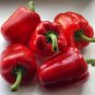 150 Seeds BIG RED Bell PEPPER Sweet Capsicum Annuum Vegetable (Seeds)