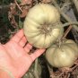 50 Seeds WHITE Wonder BEEFSTEAK TOMATO Lycopersicon 1 - 2 lb Fruit Vegetable (Seeds)