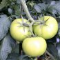 50 Seeds WHITE Wonder BEEFSTEAK TOMATO Lycopersicon 1 - 2 lb Fruit Vegetable (Seeds)