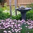 200 Seeds COTTAGE PINKS Garden, Laced, Feathered Pink Dianthus Plumarius Flower (Seeds)
