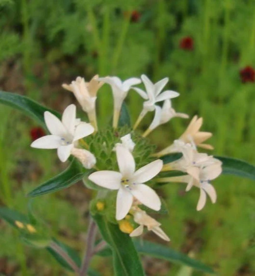 100 Seeds LARGE FLOWERED PHLOX Collomia Grandiflora Flower (Seeds)