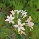 100 Seeds LARGE FLOWERED PHLOX Collomia Grandiflora Flower (Seeds)
