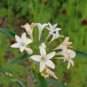 100 Seeds LARGE FLOWERED PHLOX Collomia Grandiflora Flower (Seeds)
