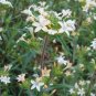 100 Seeds LARGE FLOWERED PHLOX Collomia Grandiflora Flower (Seeds)