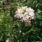 100 Seeds LARGE FLOWERED PHLOX Collomia Grandiflora Flower (Seeds)