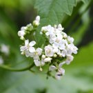 200 Seeds WHITE GLADE MALLOW Napaea Dioica Flower (Seeds)