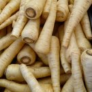 1000 Seeds HARRIS MODEL PARSNIP Pastinaca Sativa White 12" Root Vegetable (Seeds)