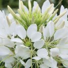 200 Seeds WHITE QUEEN CLEOME Hassleriana Cleome Spinosa Spider Flower (Seeds)