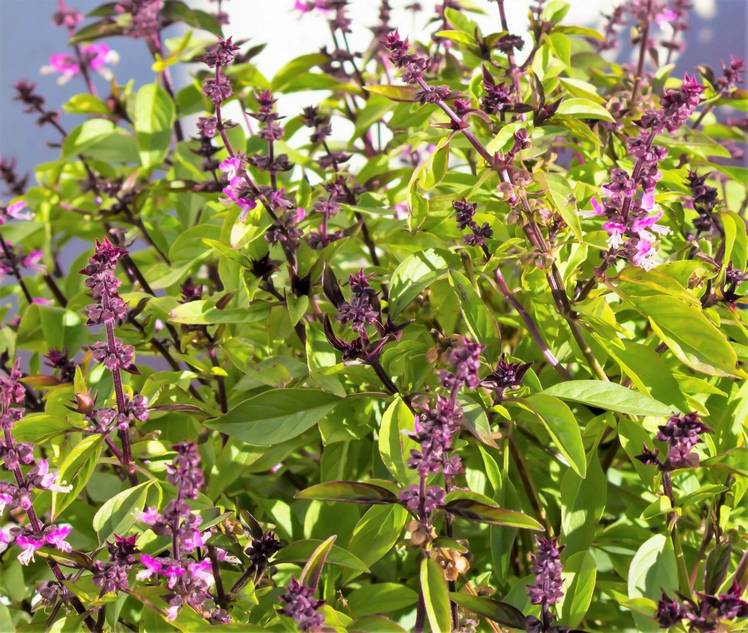 1000 Seeds CINNAMON BASIL Ocimum Basilicum HERB Flower (Seeds)