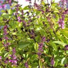 1000 Seeds CINNAMON BASIL Ocimum Basilicum HERB Flower (Seeds)