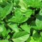 1000 Seeds CINNAMON BASIL Ocimum Basilicum HERB Flower (Seeds)