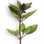 1000 Seeds CINNAMON BASIL Ocimum Basilicum HERB Flower (Seeds)
