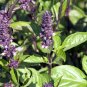 1000 Seeds CINNAMON BASIL Ocimum Basilicum HERB Flower (Seeds)