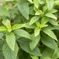 1000 Seeds CINNAMON BASIL Ocimum Basilicum HERB Flower (Seeds)