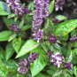 1000 Seeds CINNAMON BASIL Ocimum Basilicum HERB Flower (Seeds)