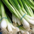 500 Seeds SOUTHPORT White Globe BUNCHING ONION Allium Cepa Vegetable (Seeds) 500 Seeds SOUTHPORT White Globe BUNCHING ONION Allium Cepa Vegetable (Seeds)