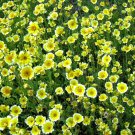 500 Seeds TIDY TIPS Layia Platyglossa Native Yellow & White Flower (Seeds)