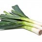 800 Seeds AMERICAN FLAG LEEK (Large Leek) Allium Porrum Vegetable (Seeds)
