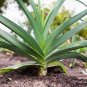 800 Seeds AMERICAN FLAG LEEK (Large Leek) Allium Porrum Vegetable (Seeds)