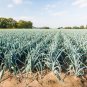 800 Seeds AMERICAN FLAG LEEK (Large Leek) Allium Porrum Vegetable (Seeds)