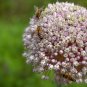 800 Seeds AMERICAN FLAG LEEK (Large Leek) Allium Porrum Vegetable (Seeds)