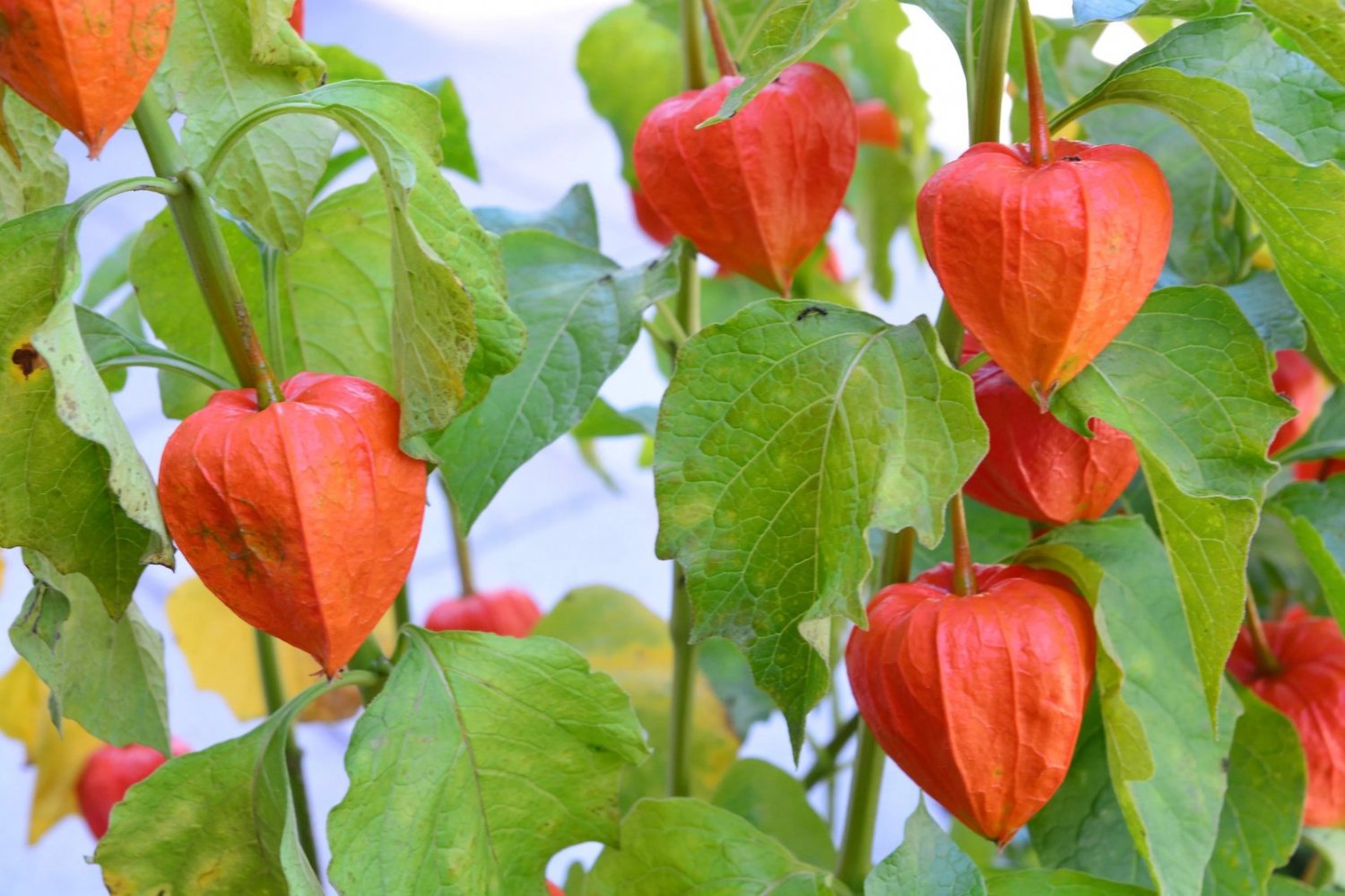 100 Seeds CHINESE LANTERN Winter Ground Cherry Japanese Physalis Alkekengi Flower (Seeds)