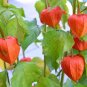 100 Seeds CHINESE LANTERN Winter Ground Cherry Japanese Physalis Alkekengi Flower (Seeds)