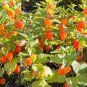 100 Seeds CHINESE LANTERN Winter Ground Cherry Japanese Physalis Alkekengi Flower (Seeds)