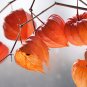 100 Seeds CHINESE LANTERN Winter Ground Cherry Japanese Physalis Alkekengi Flower (Seeds)