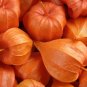 100 Seeds CHINESE LANTERN Winter Ground Cherry Japanese Physalis Alkekengi Flower (Seeds)