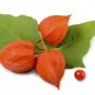 100 Seeds CHINESE LANTERN Winter Ground Cherry Japanese Physalis Alkekengi Flower (Seeds)