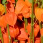 100 Seeds CHINESE LANTERN Winter Ground Cherry Japanese Physalis Alkekengi Flower (Seeds)