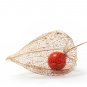 100 Seeds CHINESE LANTERN Winter Ground Cherry Japanese Physalis Alkekengi Flower (Seeds)
