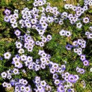 1000 Seeds BIRDS EYES Gilia Tricolor Lavender White Fragrant Hummingbird Flower (Seeds)