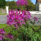 200 Seeds VIOLET QUEEN CLEOME Hassleriana Cleome Spinosa Purple Spider Flower (Seeds) 200 Seeds VIOLET QUEEN CLEOME Hassleriana Cleome Spinosa Purple Spider Flower (Seeds)