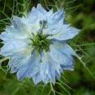 400 Seeds Blue & White LOVE IN A MIST Nigella Damascena Fennel Flower (Seeds)