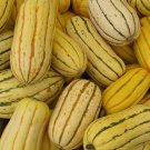 50 Seeds DELICATA SQUASH Striped Sweet Potato Cucurbita Pepo Vegetable (Seeds) 50 Seeds DELICATA SQUASH Striped Sweet Potato Cucurbita Pepo Vegetable (Seeds)