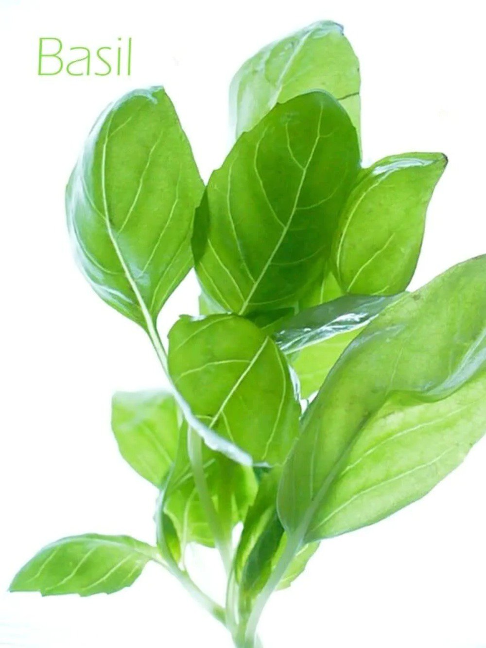 1000 Seeds LICORICE BASIL Ocimum Basilicum HERB Flower (Seeds)