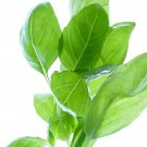 1000 Seeds LICORICE BASIL Ocimum Basilicum HERB Flower (Seeds)