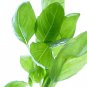 1000 Seeds LICORICE BASIL Ocimum Basilicum HERB Flower (Seeds)