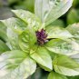 1000 Seeds LICORICE BASIL Ocimum Basilicum HERB Flower (Seeds)
